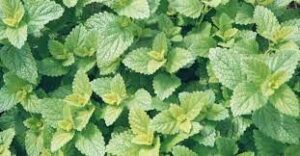 Gezonde voeding en kruiden | Citroenmelisse