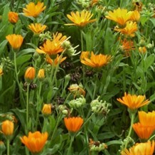 Gezonde voeding en kruiden | Goudsbloem