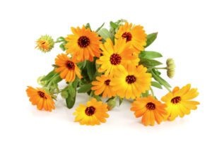 Gezonde voeding en kruiden | Goudsbloem Gezonde voeding en kruiden | Goudsbloem